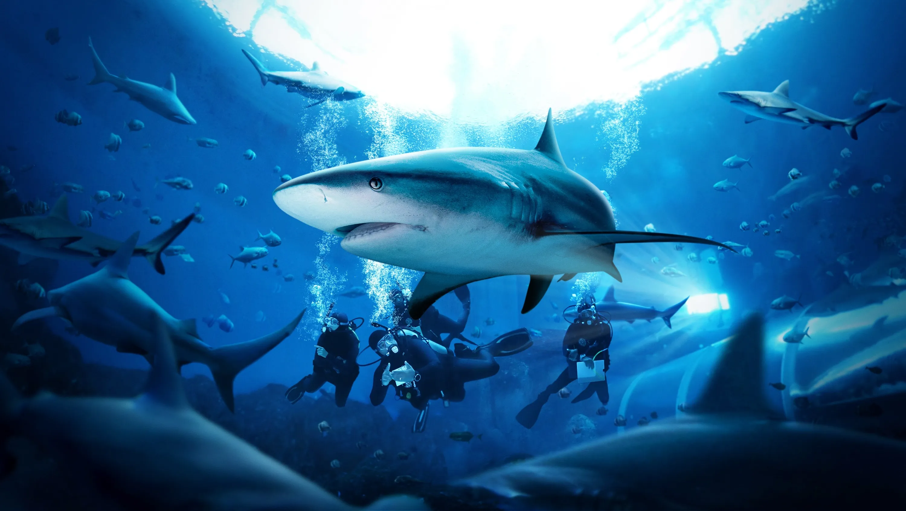 DIVING WITH SHARKS AT THE GRAND AQUARIUM - 1