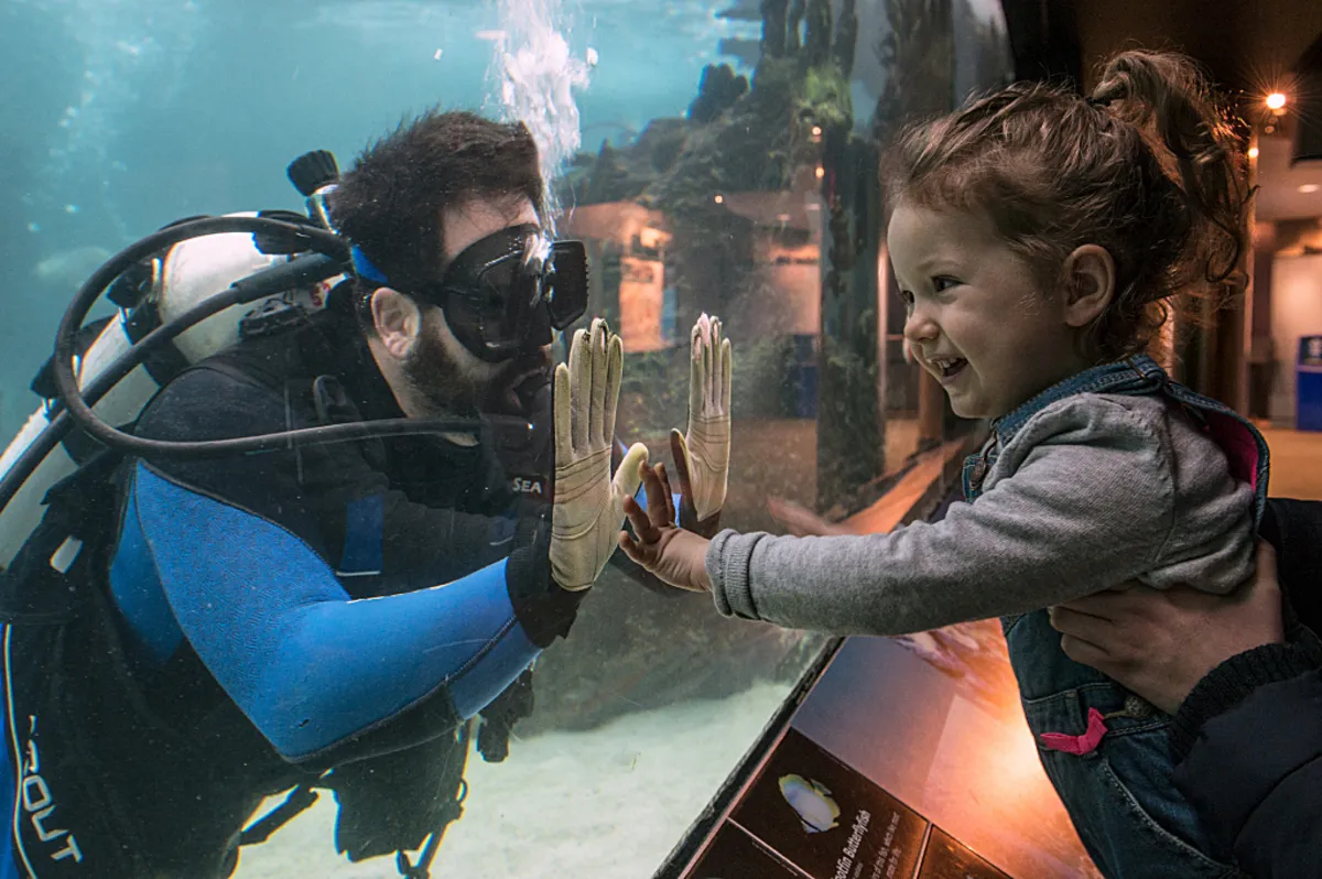 DIVING WITH SHARKS AT THE GRAND AQUARIUM - 6