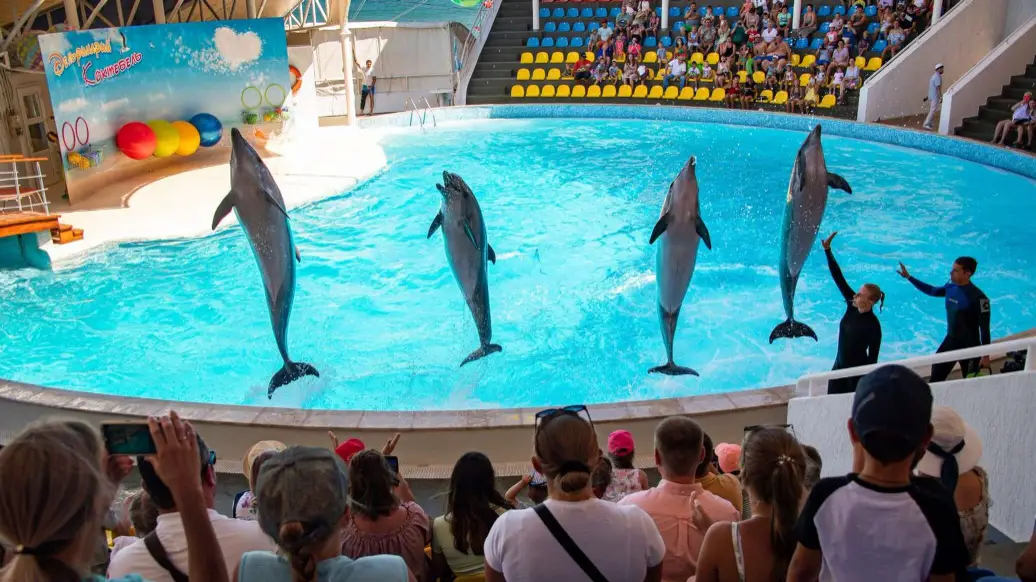 DOLPHIN SHOW - 1