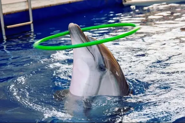 DOLPHIN SHOW - 4