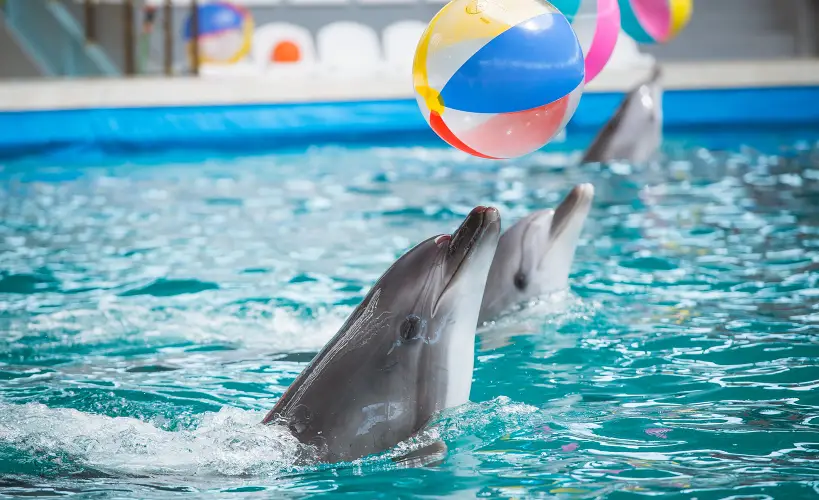 DOLPHIN SHOW - 9