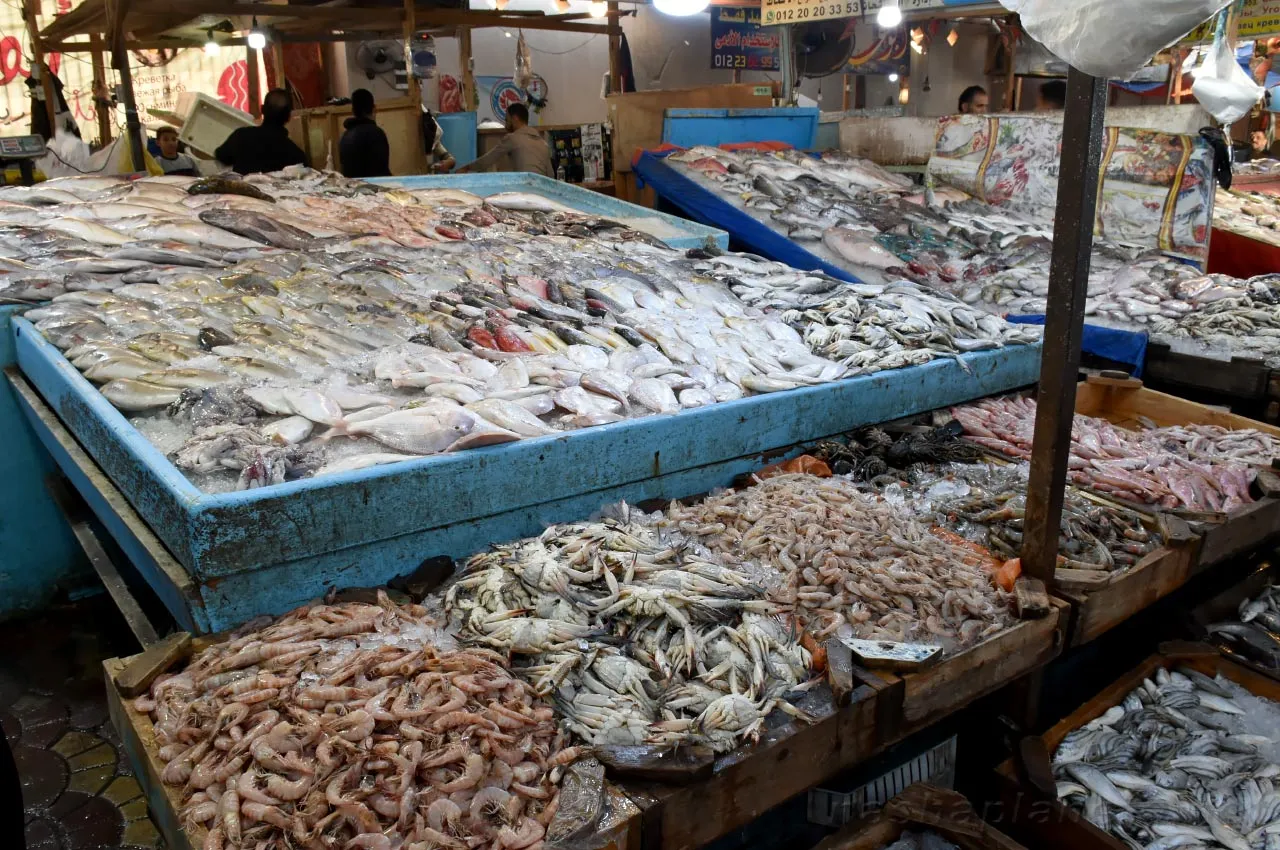 Hurghada Fish market - 4