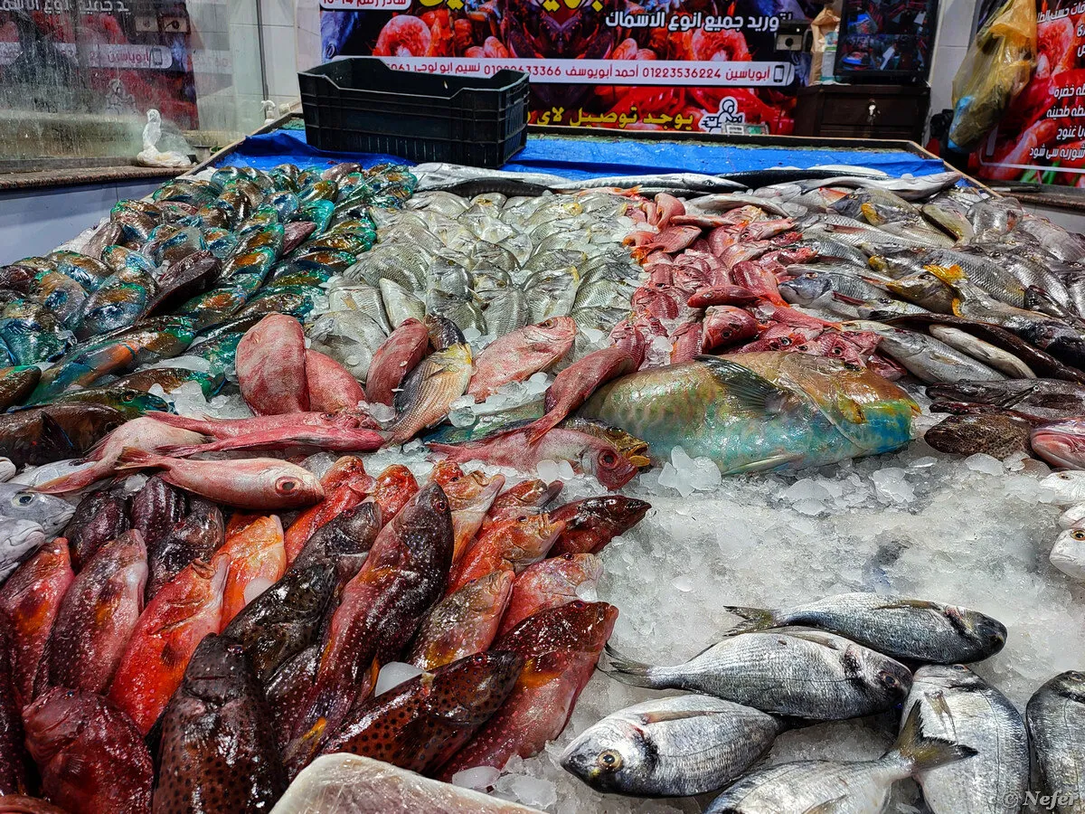 Hurghada Fish market - 7