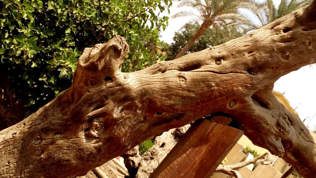 THE TREE OF VIRGIN MARY - 6