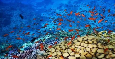 diving Safaga