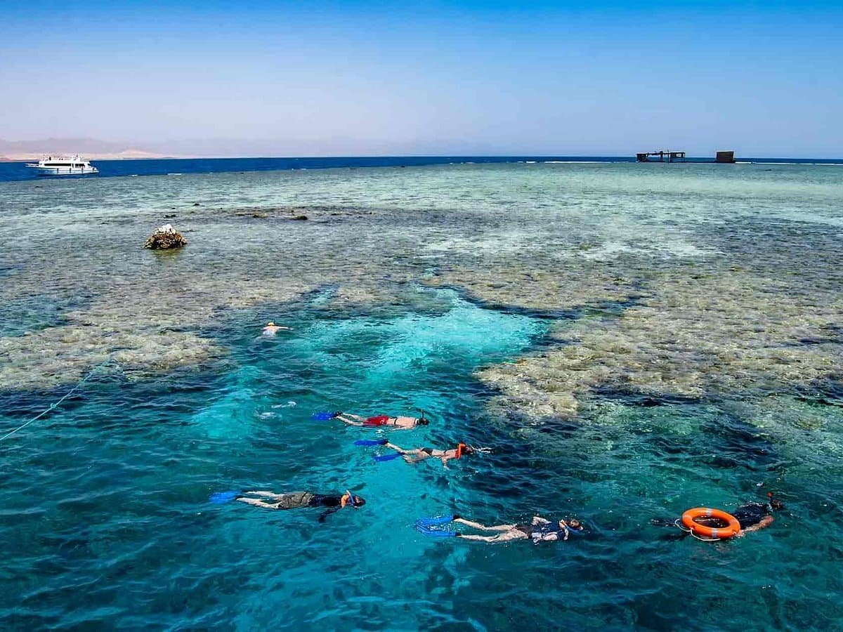 Hurghada Dolphins: Where to Swim, Price, and More: 7 Effective and Reliable Ways