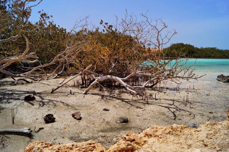 Excursion dans les mangroves de Hurghada : les 7 meilleurs endroits à ne pas manquer en 2026 Excursion dans les mangroves de Hurghada : les 7 meilleurs endroits à ne pas manquer en 2026
