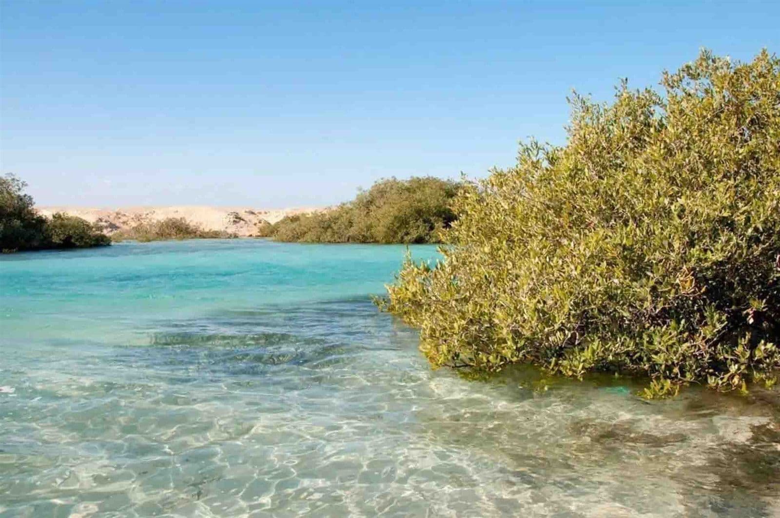 Les services écosystémiques des forêtsde mangroves Les services écosystémiques des forêtsde mangroves