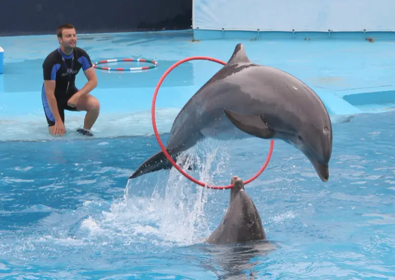 DOLPHIN SHOW