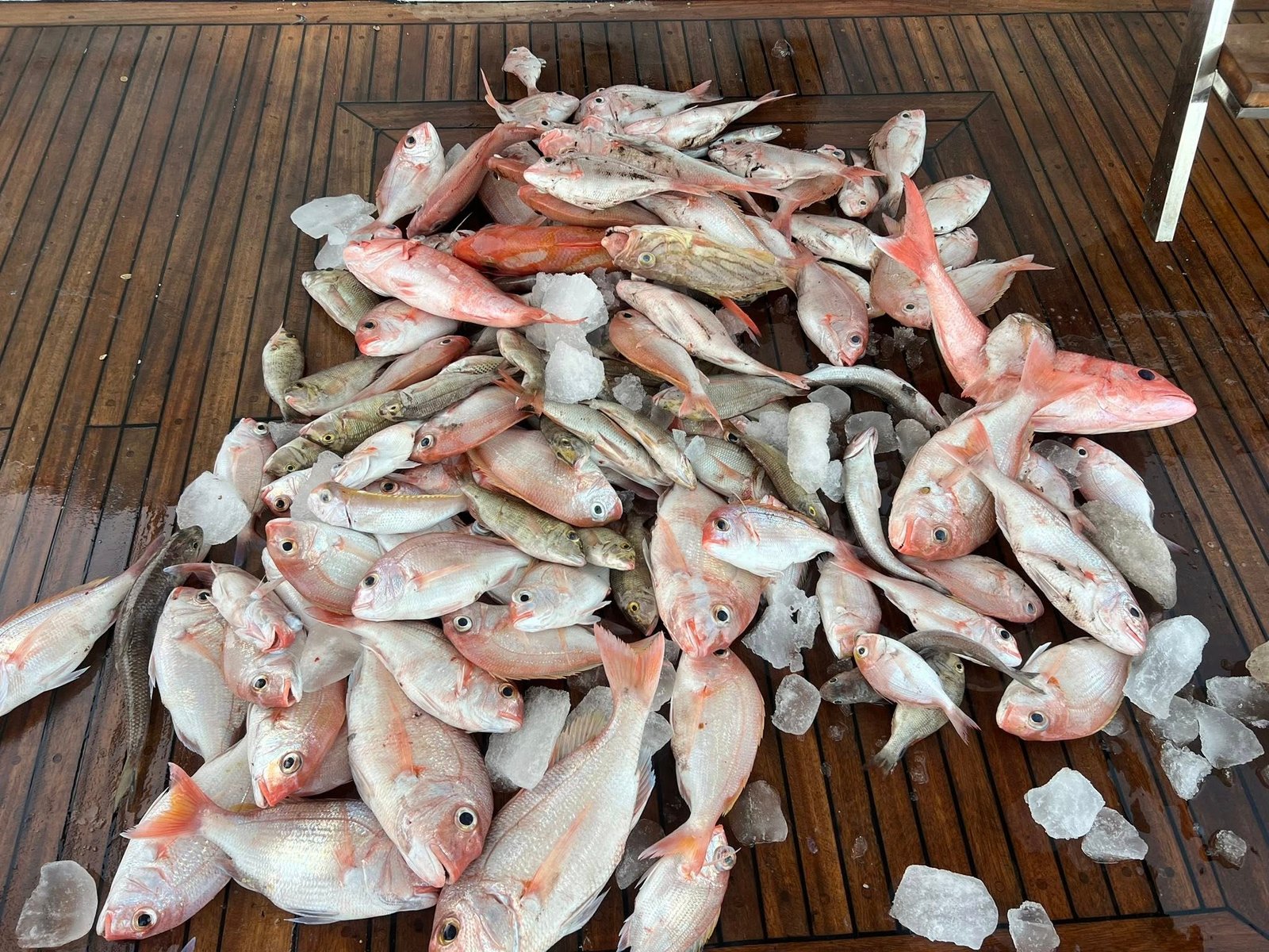 PRIVATE PROFESSIONAL FISHING