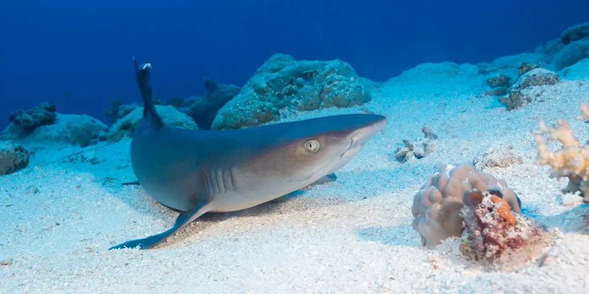 <p>Are there sharks in the Red Sea?</p>