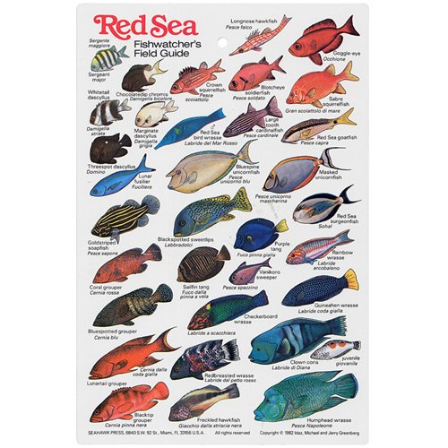 <p>What are the top 10 most famous fish or marine creatures in the Red Sea?</p>