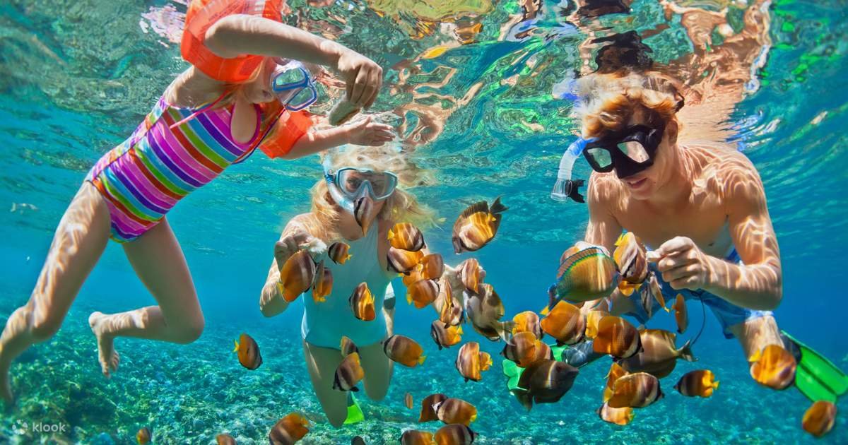 <p><strong>What are the best Red Sea hotels for world-class house reef snorkeling directly from the beach?</strong></p><p><br></p>