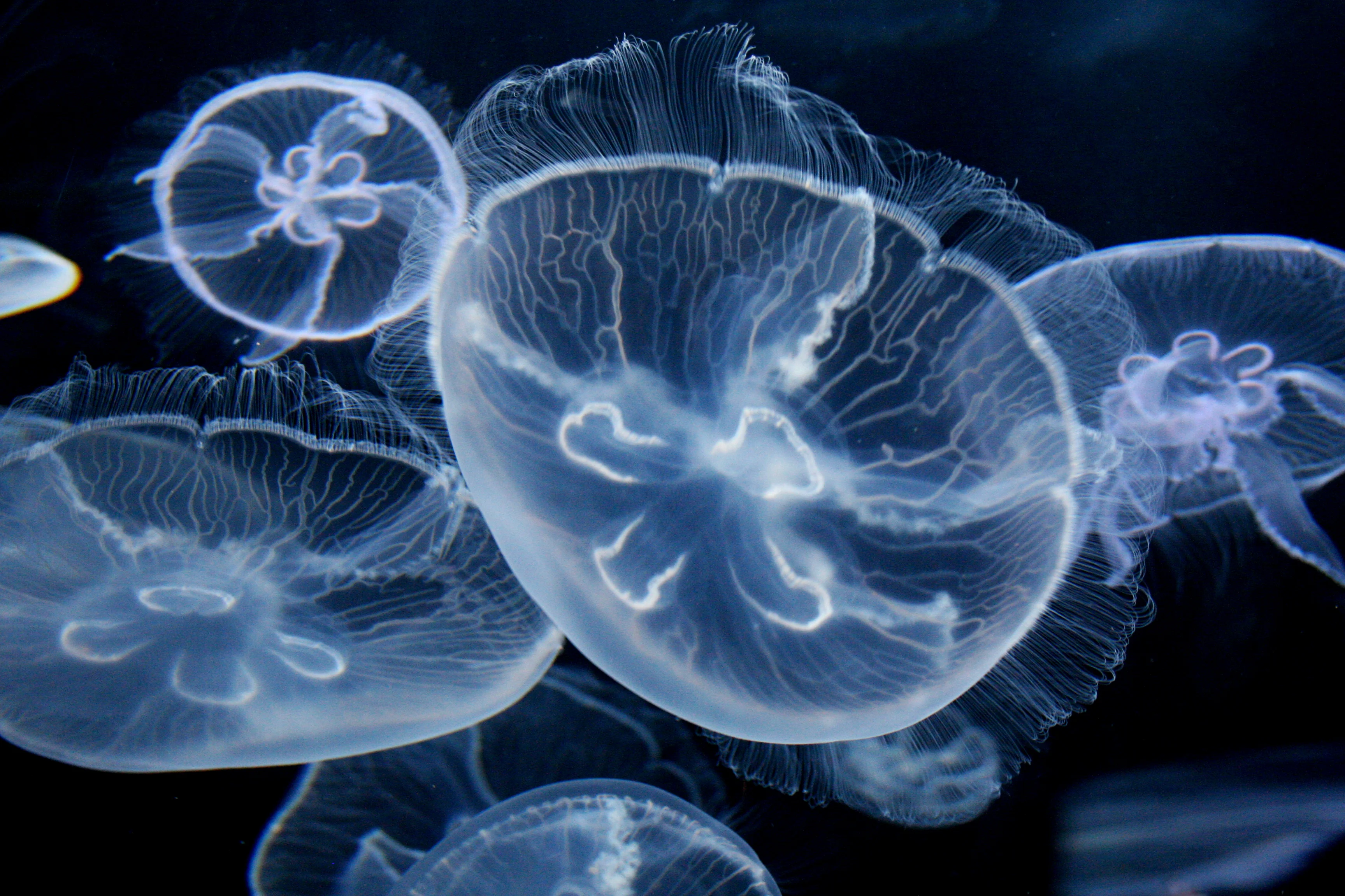 <p><strong>Do jellyfish appear seasonally in Hurghada, and are their stings poisonous?</strong></p><p><br></p>
